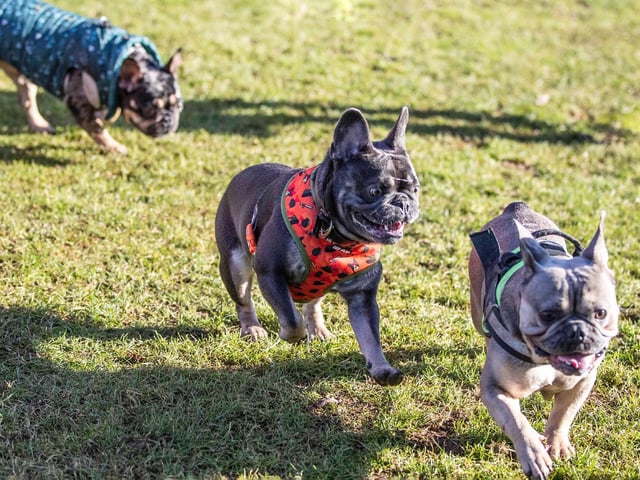 The monthly French Bulldog group walk at Hunsbury Hill Country Park on Sunday, January 30. Photo by Kirsty Edmonds.