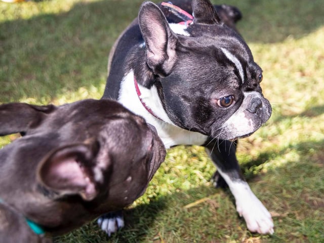 The monthly French Bulldog group walk at Hunsbury Hill Country Park on Sunday, January 30. Photo by Kirsty Edmonds.
