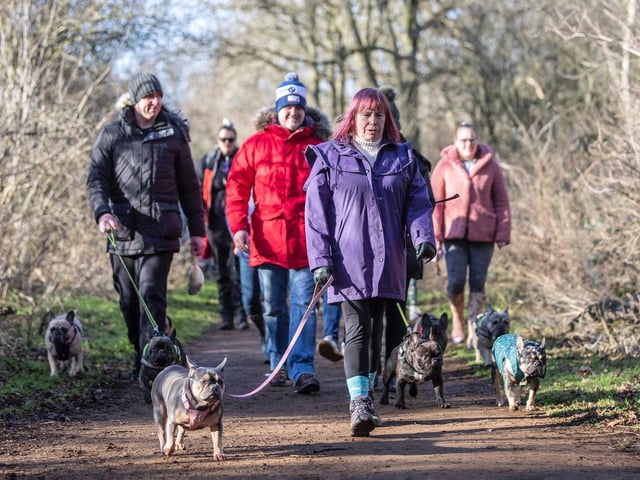 The monthly French Bulldog group walk at Hunsbury Hill Country Park on Sunday, January 30. Photo by Kirsty Edmonds.
