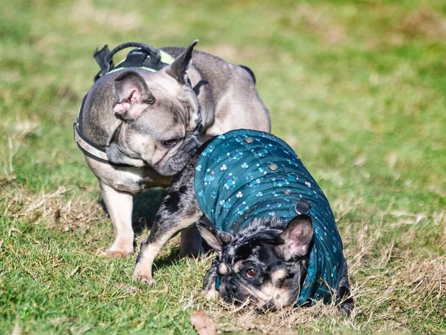 The monthly French Bulldog group walk at Hunsbury Hill Country Park on Sunday, January 30. Photo by Kirsty Edmonds.
