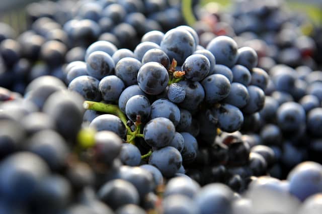 First Harvest for Leonardslee Lakes and Gardens Vineyard in Sussex. Pic Steve Robards SR2010101 SUS-201010-130814001
