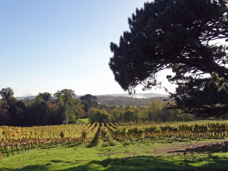 The vineyard was planted in 2007.