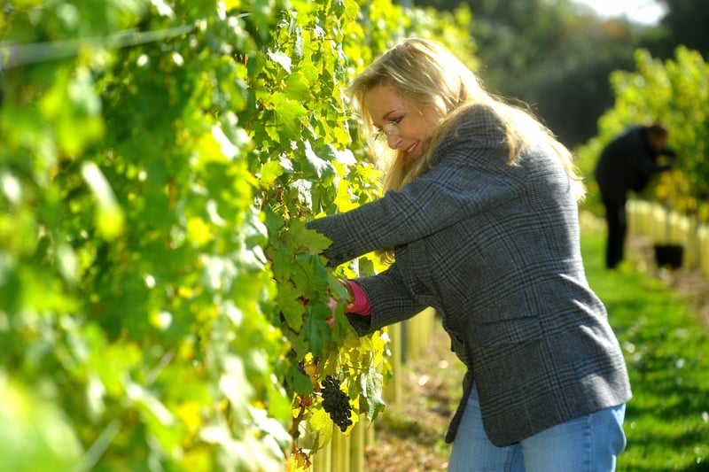 The first harvest for Leonardslee Lakes and Gardens Vineyard in Sussex. Pic Steve Robards
