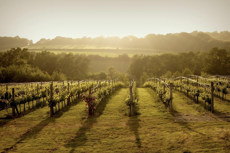 The vineyard was planted in 2005 and since 2019 has been producing 'Ashdown' still wines.