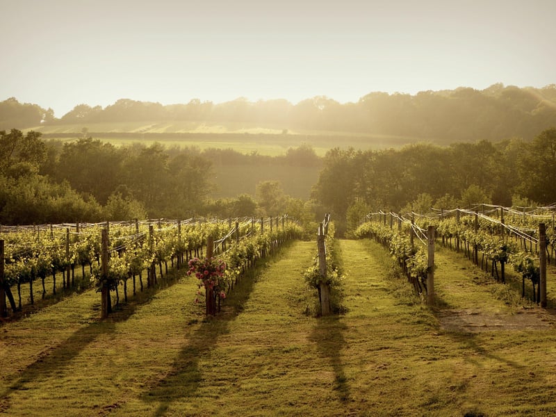 The vineyard was planted in 2005 and since 2019 has been producing 'Ashdown' still wines.