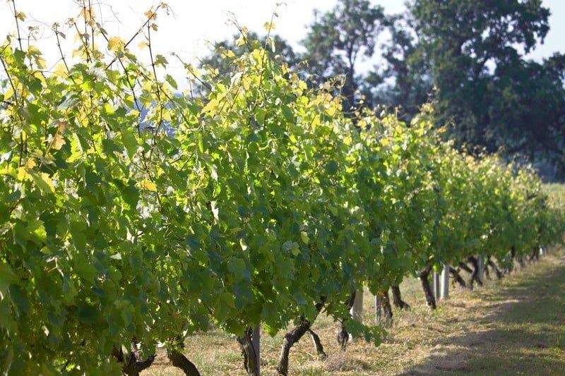 The vineyard celebrates its 30th anniversary this year.