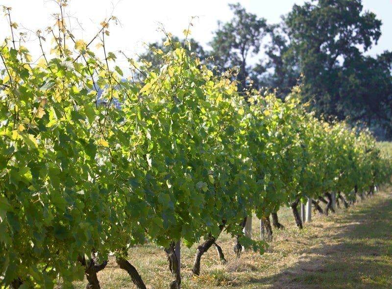 The vineyard celebrates its 30th anniversary this year.