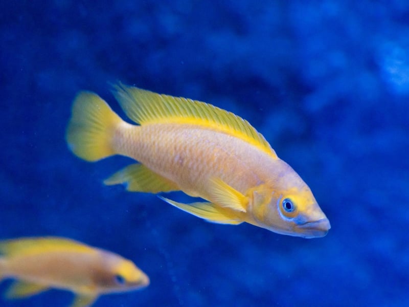 Lemon cichlid at ZSL Whipsnade Zoo