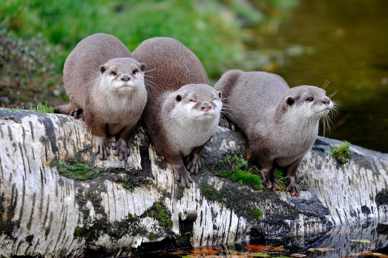 Asian short clawed otters at ZSL Whipsnade Zoo