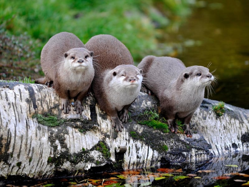 Asian short clawed otters at ZSL Whipsnade Zoo