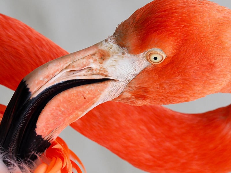 Flamingo at ZSL Whipsnade Zoo
