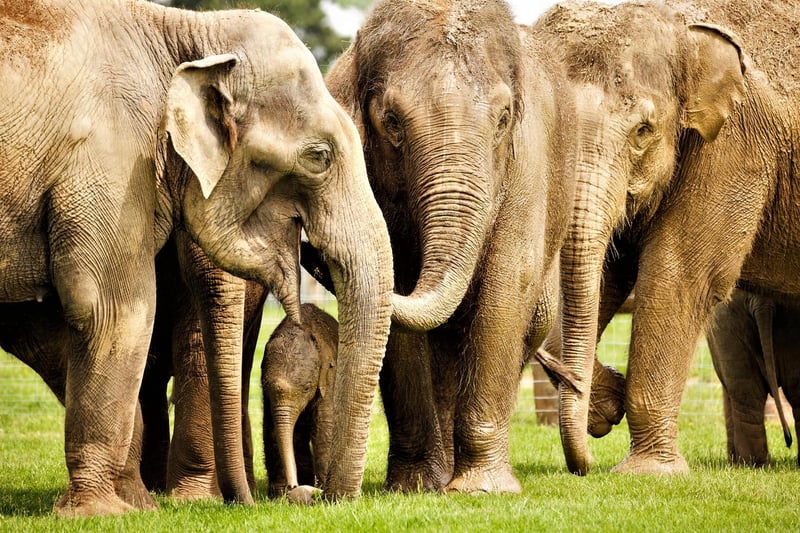 The Asian elephant herd at ZSL Whipsnade Zoo all help to look after calf Elizabeth