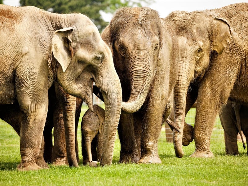 The Asian elephant herd at ZSL Whipsnade Zoo all help to look after calf Elizabeth