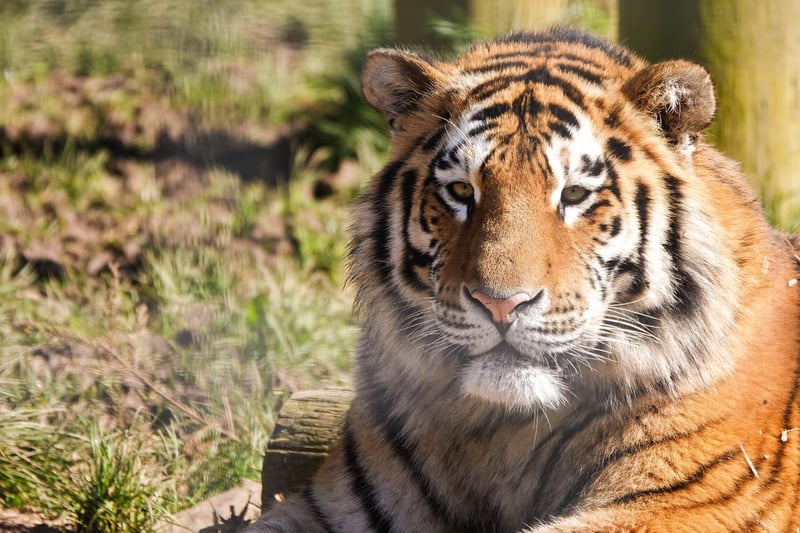 Amur tiger Czar at ZSL Whipsnade Zoo