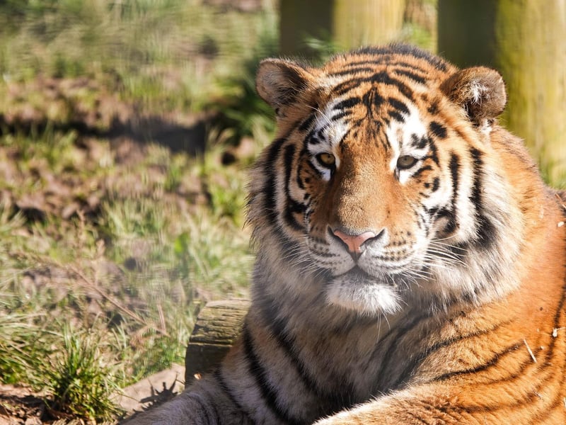 Amur tiger Czar at ZSL Whipsnade Zoo