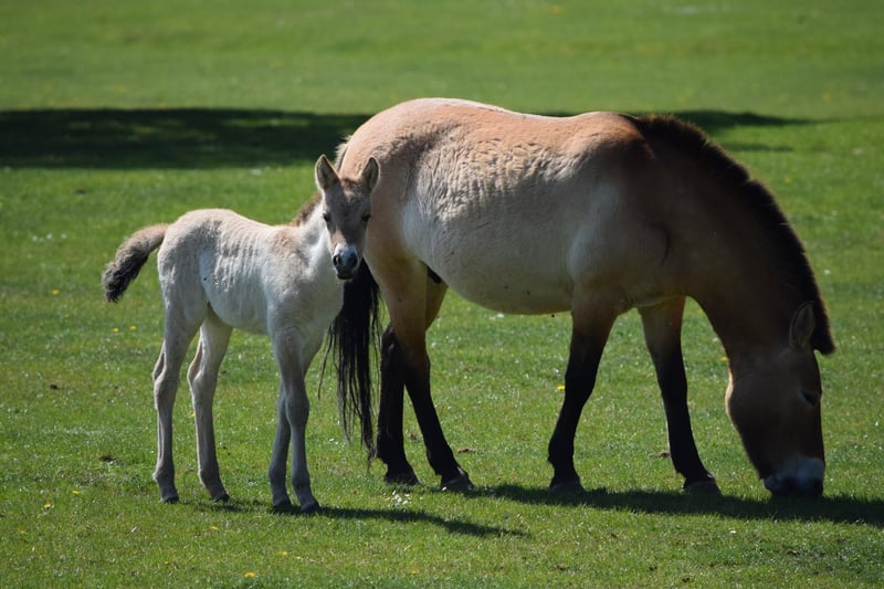 Endangered Przewalski Foal at Whipsnade Zoo
