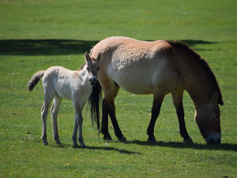 Endangered Przewalski Foal at Whipsnade Zoo