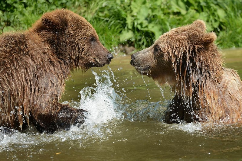 Brown bears splashing about at ZSL Whipsnade Zoo