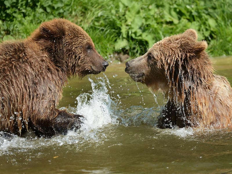Brown bears splashing about at ZSL Whipsnade Zoo