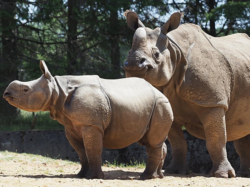 ZSL Whipsande Zoo reopens