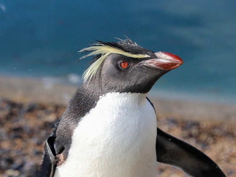 Adult rockhopper at ZSL Whipsnade Zoo