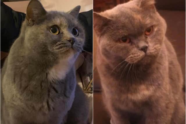 A £1,000 reward is on offer for anyone who finds Lou Lou before Christmas.