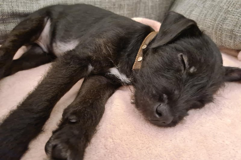 Glenn Caine said: This is Ralph, three months old. Patterdale x Lakeland Terrier.