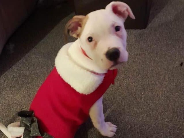 Lilith looking fancy and festive in her red coat. Cheers, Lilith!
