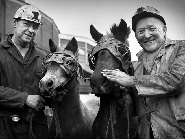 Cyril Stevenson (left) with Happy and Frank Varty with Andy, as the last two ponies leave Wearmouth Colliery for retirement in 1970.