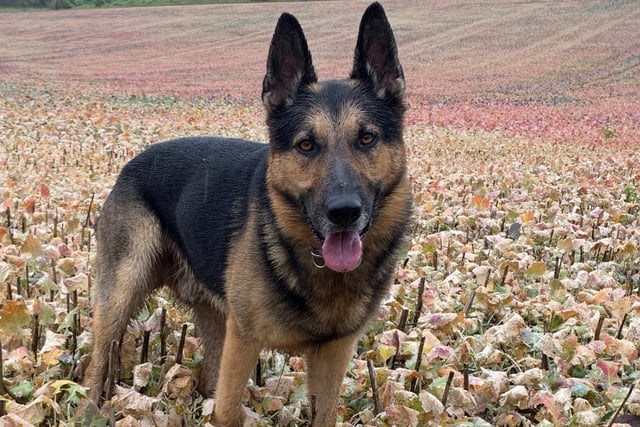 This here is Dexter. Police dogs play an important role within the police force, from searching for a missing person to tracking down a burglar.