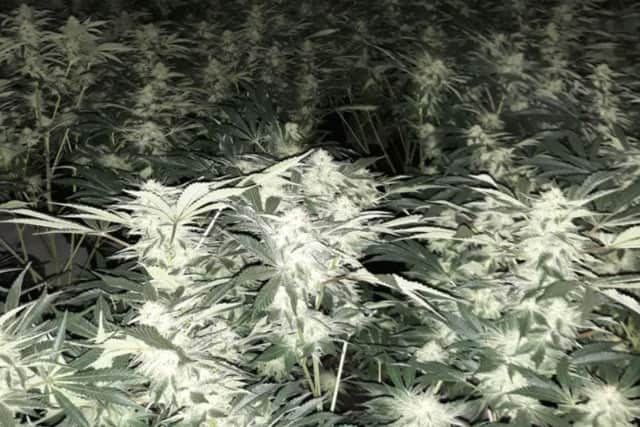 Police have valued amount of cannabis found in the three farms at £1.5 million.