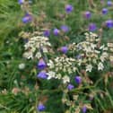 A wild patch for hedgehogs and wildlife.