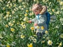 Maisie Schofield, aged 17 months of Leeds, admiring a host, of golden daffodils beneath the trees, in Temple Newsam, Leeds.