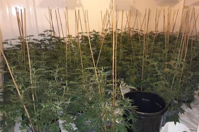 Some of the cannabis plants discovered at Natalie Crinson's Sunderland home in 2019.