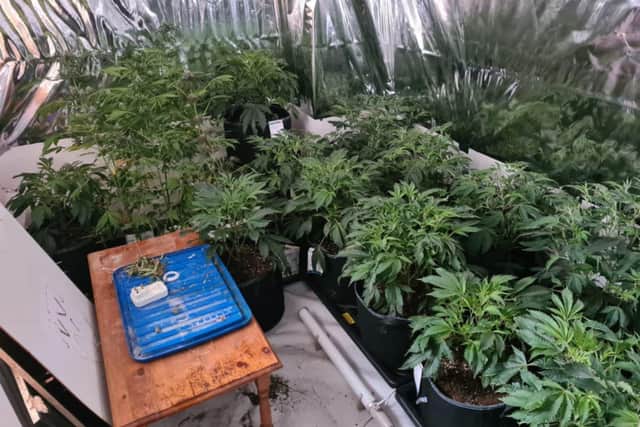 More than 200 plants at various stages of growth were seized.