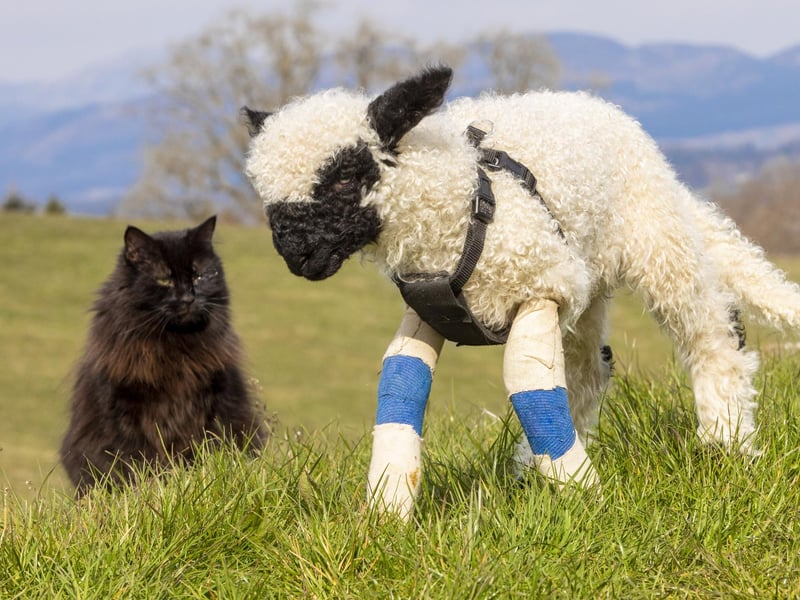 Gia is making friends as she learns to walk.