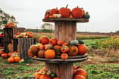 Pumpkin picking season is nearly here. 