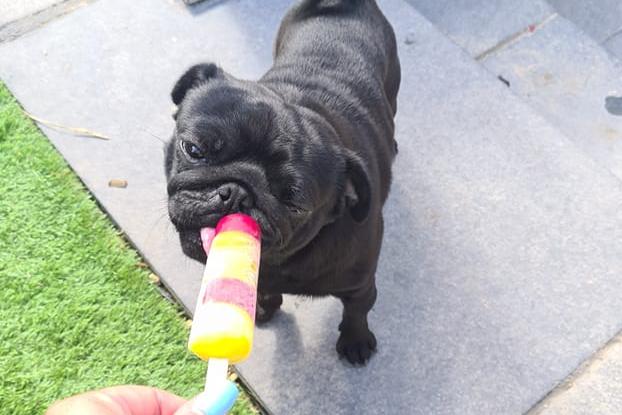 Lotus, age 4, cools off with his ice lolly.