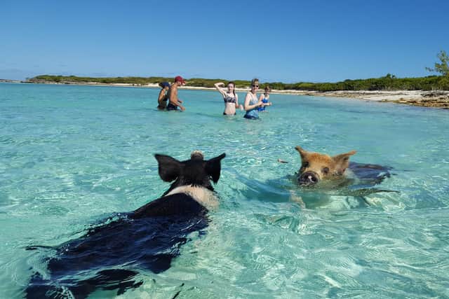 The swimming pigs in Great Exuma. Photo: T.R. Todd.