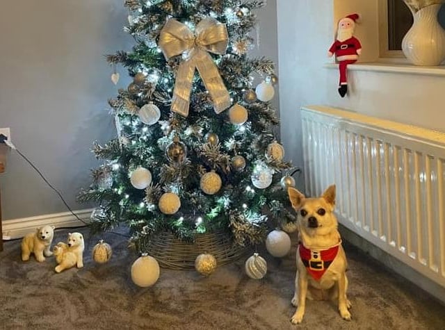Darcie knows her company is one of the best gifts she could give her humans this Christmas.