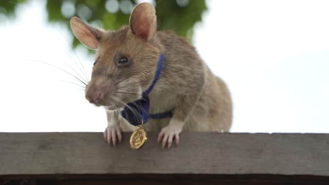 Undated handout photo issued by the PDSA of Cambodian landmine detection rat, Magawa, wearing his PDSA Gold Medal, the animal equivalent of the George Cross.