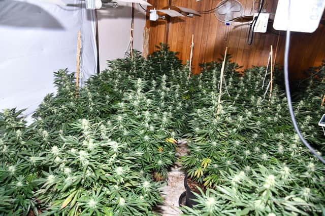 A photo showing inside one of the two cannabis farms found in Sunderland during a day of action to tackle organised crime gangs. Photo by the National Crime Agency.