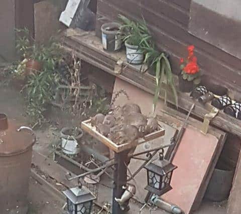A photo taken by a resident of Donnison Gardens showing rats on a bird table - people have been urged not to leave food out in case it attracts vermin.