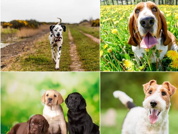 These are the top 10 cutest dog breeds, according to the research