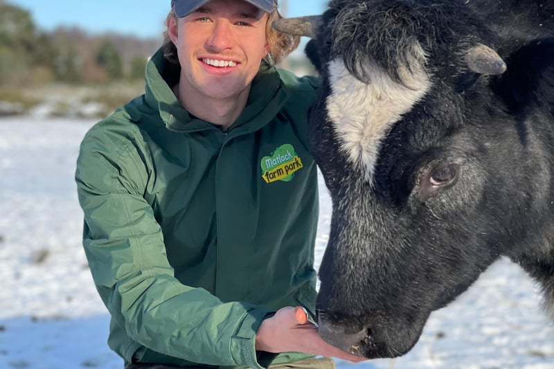 Keeper George Finlay with Bebe, a Belgian blue cow.