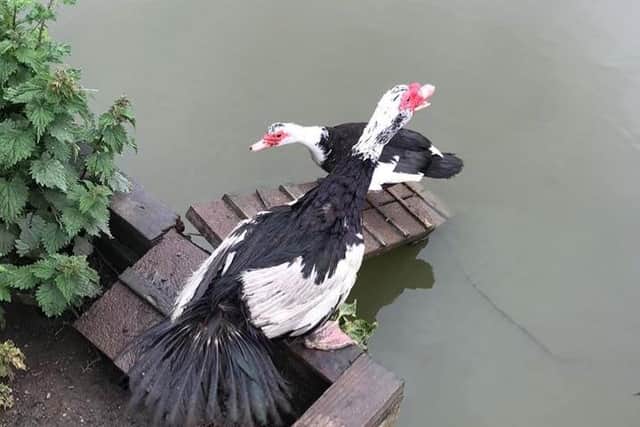 The female Muscovy duck is introduced to her new mate at Tilesheds Pond. Photo credit: Ashleigh Ferguson