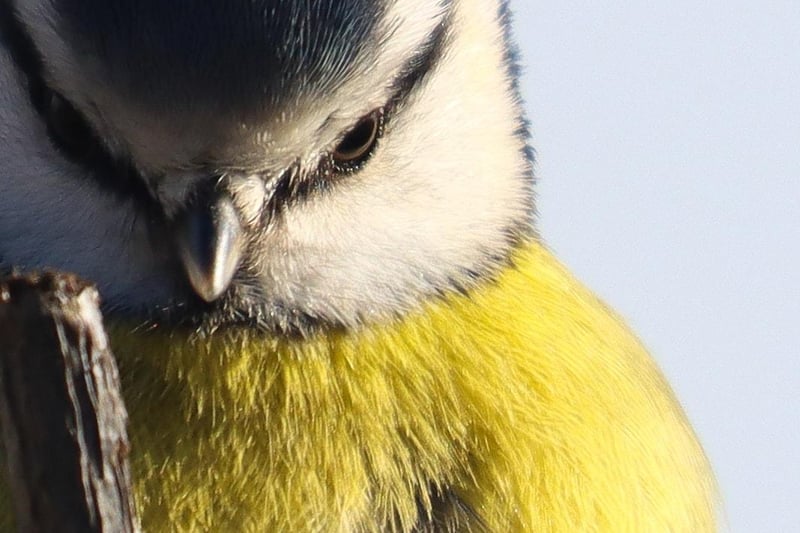 Sophie Rowell pictured this amazing close up of a Blue Tit who appears to be grasping tightly to the twig he's perched on.