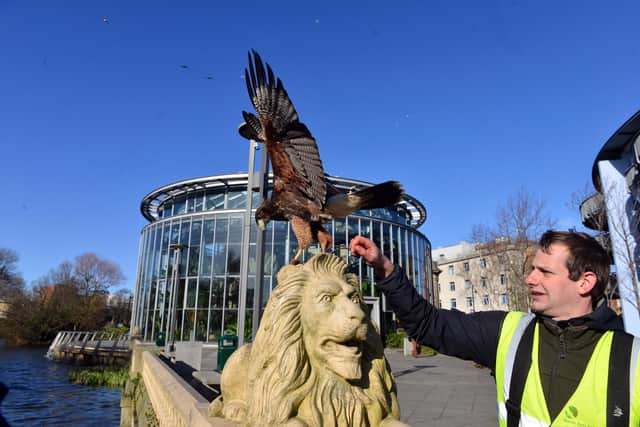 Horatio the Harris hawk makes himself at home in Mowbray Park with owner Glen Purves. Picture by Stu Norton.