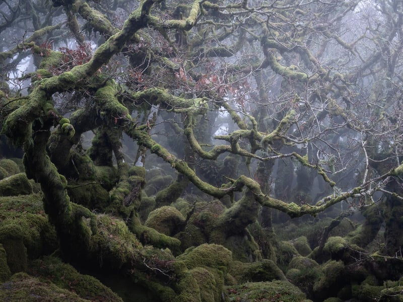 Neil Burnell, 45, has spent years shooting settings in a unique way and admits he was inspired by Star Wars - particularly Yoda's refuge on Dagobah. A full-time photographer from Brixham, Devon, Neil's images fall into six themes - named Visions, Chrome, Unknown, Delicate, Deep Blue, and Mystical.