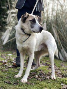 Friendly four and a half year old Doug is a relatively new arrival to the sanctuary.